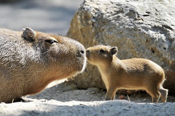 These Adorable Photos Prove All Animals Love Capybaras So Much