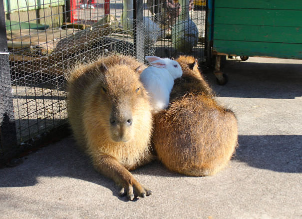 These Adorable Photos Prove All Animals Love Capybaras So Much