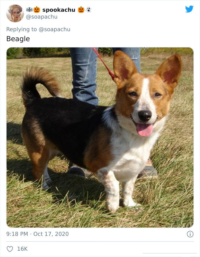 Corgi Mixed Breeds: These Adorable Cross Corgis Completely look like other Dogs