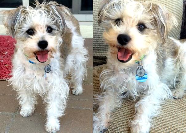 Jellybean the crested schnoodle (schnauzer + poodle + chinese crested)