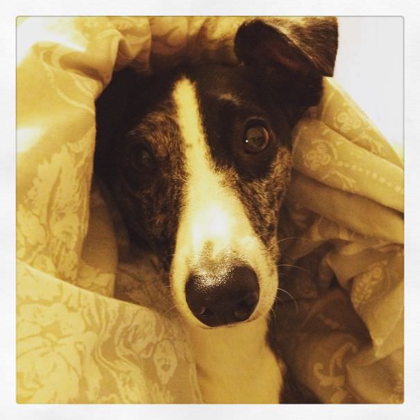 Geoffrey our whippet x border collie