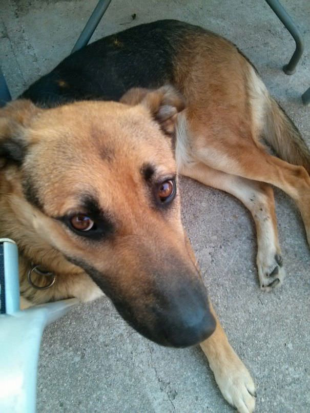 Bobino, my gf's lovely household dog (german shepherd + labrador)