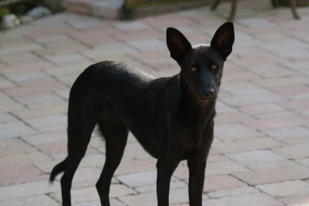 Sophie - rat terrier, german shepherd, pharaon dog, puli