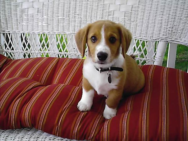 Wesley when he was a puppy (corgi + beagle)