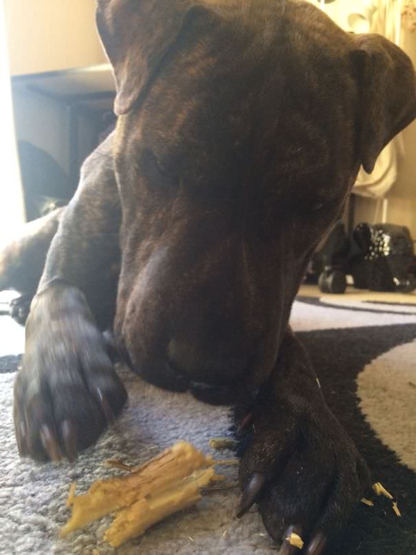 This is my gorgeous 2 year old shar-pei x staffy, louie.