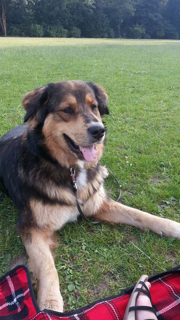 Kala! Bernese mountain dog+german shepherd