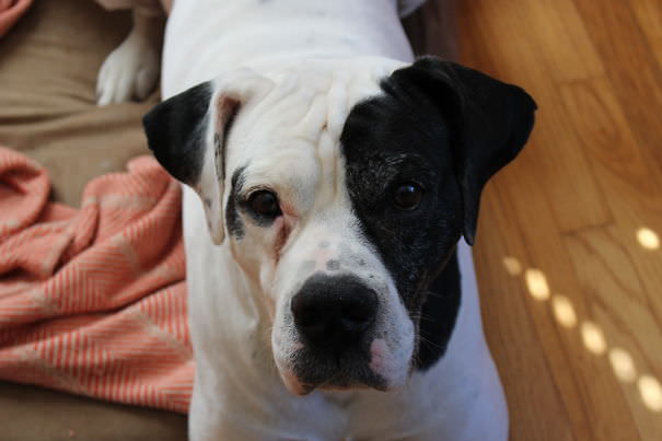 Bullseye-aka pigpig, english bulldog/great dane mix (please dont ask which parent was which...)