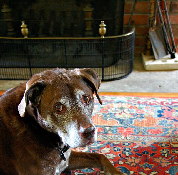 Webster - a pit bull chocolate lab mix - 13 years young - the best!