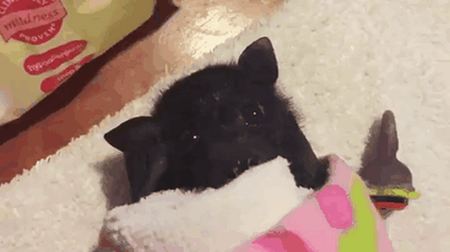 Baby bat in a blanket