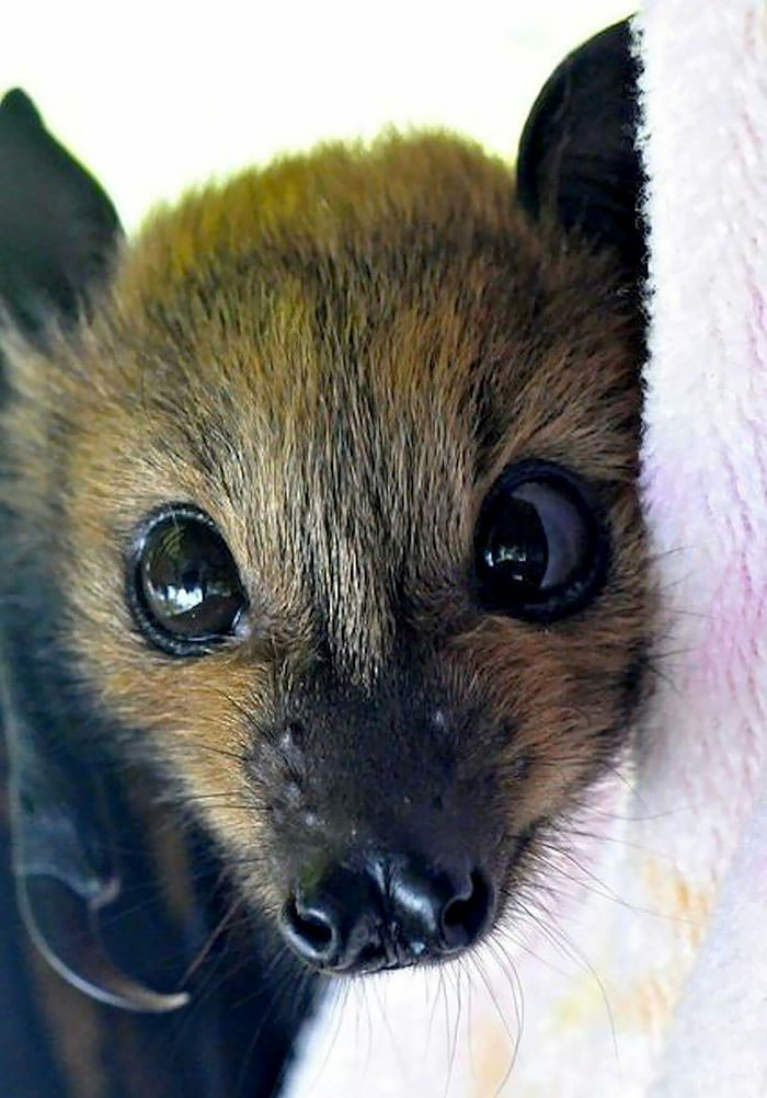 Adorable bats