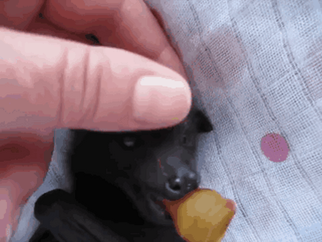 Fluffiest baby bat