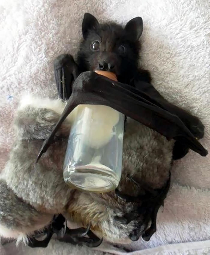 Wide-eyed baby bat