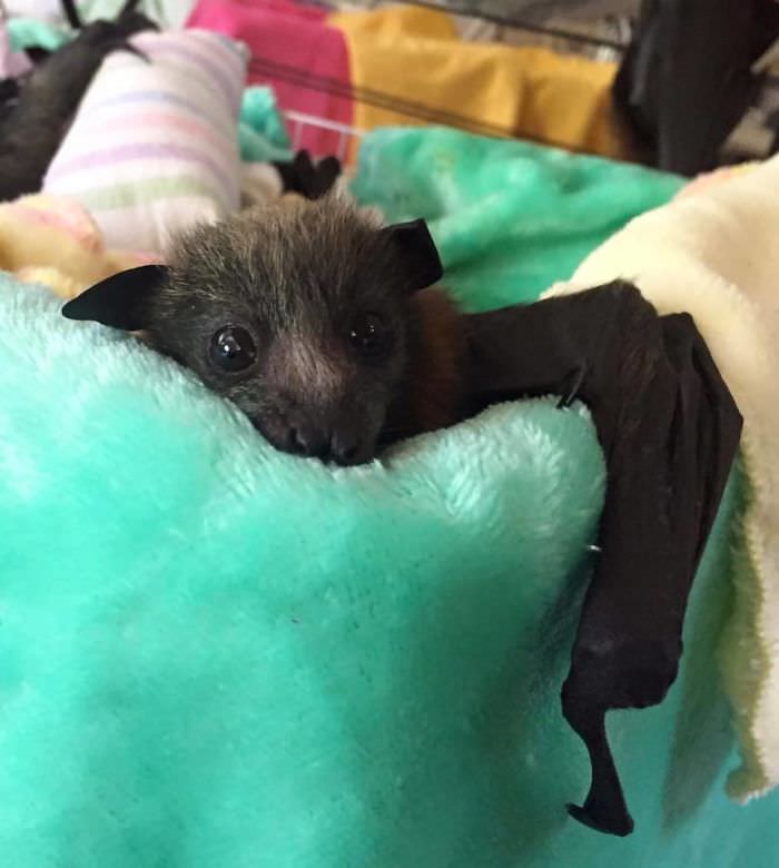 Adorable bat
