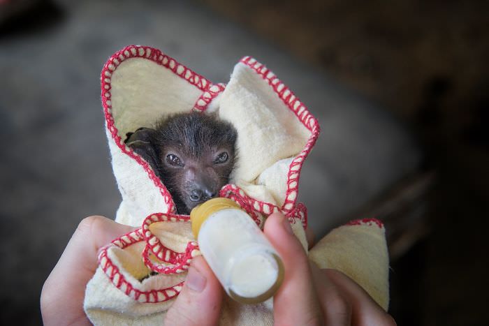 Baby bat in a blanket