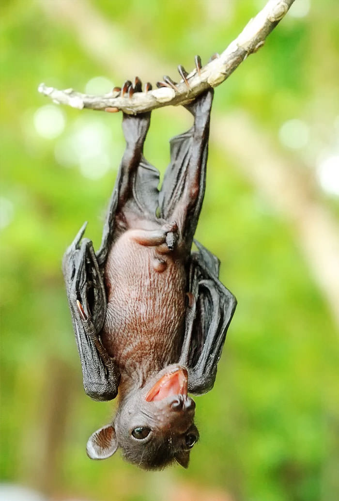 Tiniest baby bat