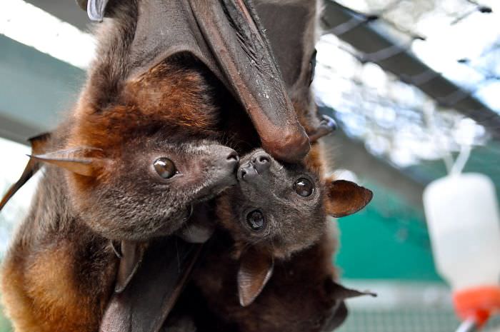 Snuggly bats