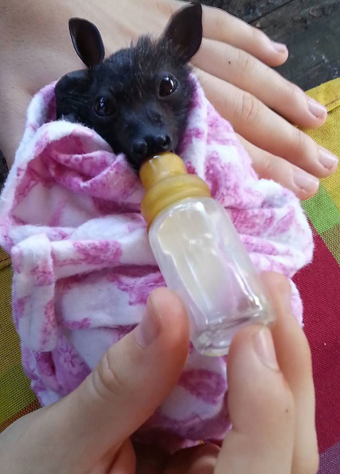 Baby bat