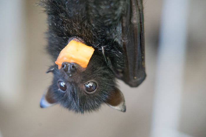 Fluffy cute bat