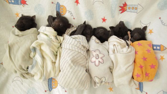 Cutest baby bats