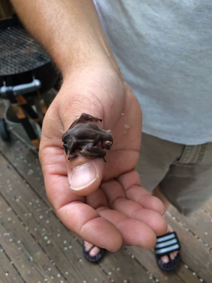 Tiny baby bat
