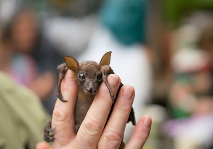 Tiny baby bat