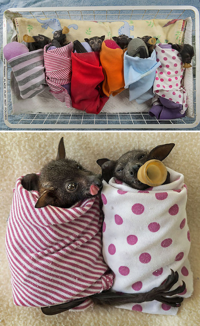 Baby bats in blankets