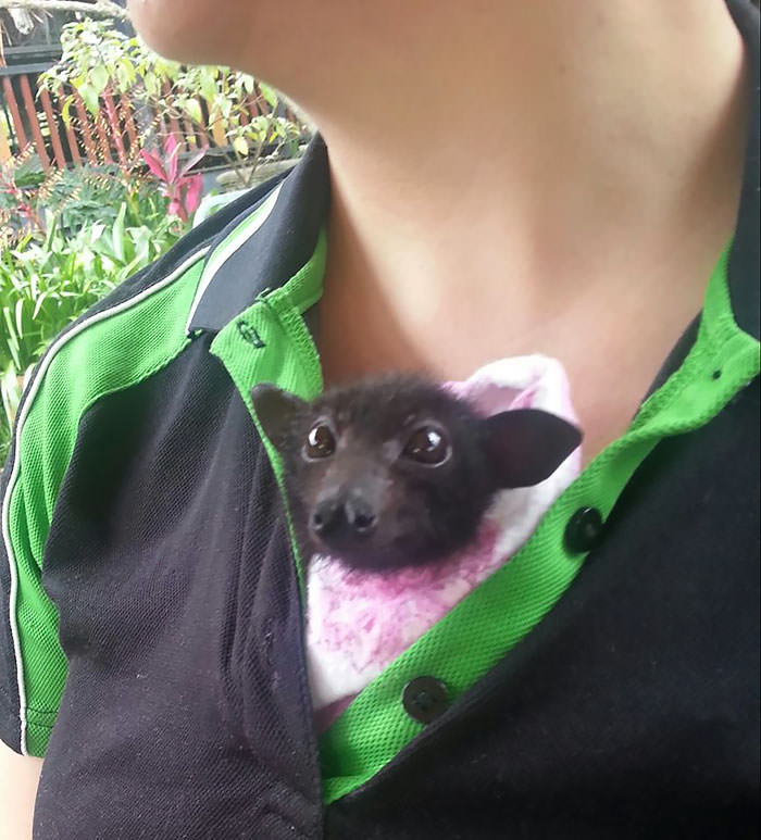 Adorable fluffy bat