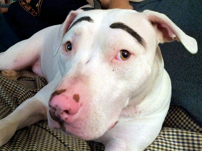 My dog with eyebrows
