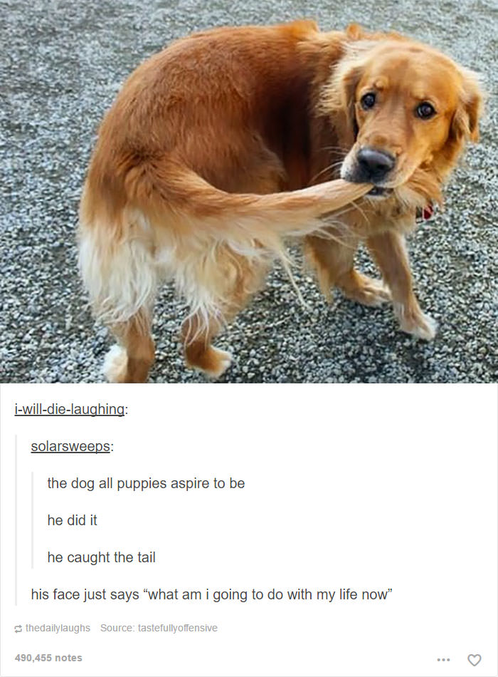 Funniest Animals Posts on Tumblr that Will Make Your Day