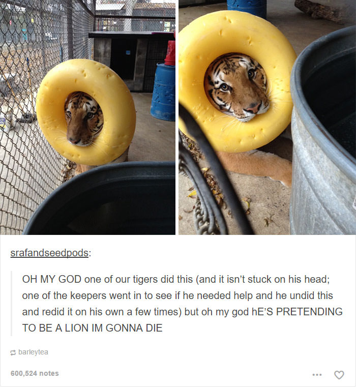 Funniest Animals Posts on Tumblr that Will Make Your Day