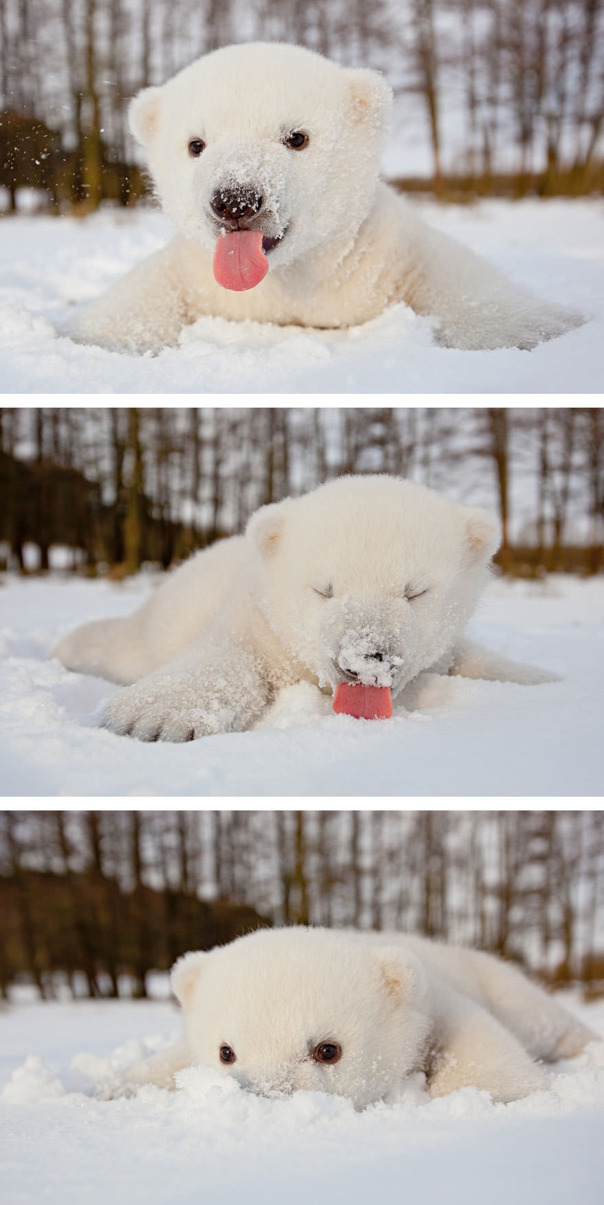 This baby polar bear saw snow for the first time