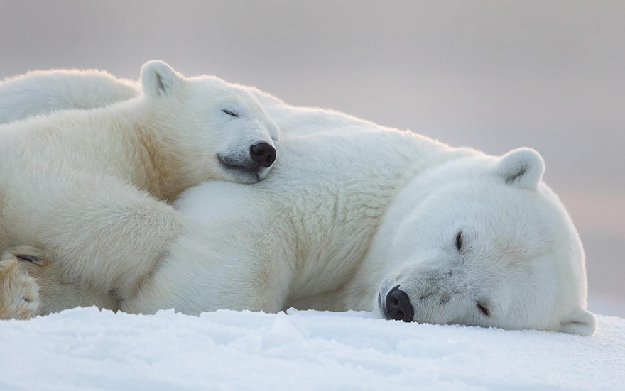 Goodnight, polar bears