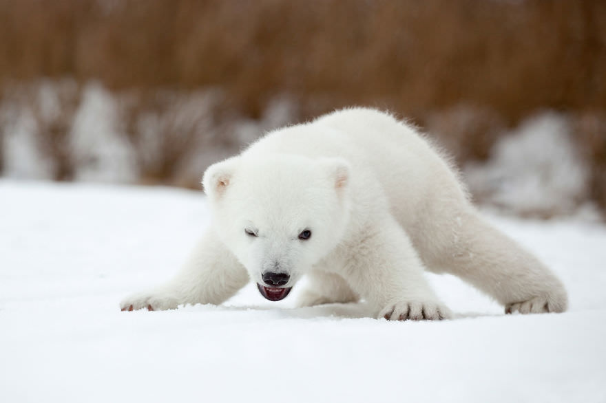 Angry polar bear cub