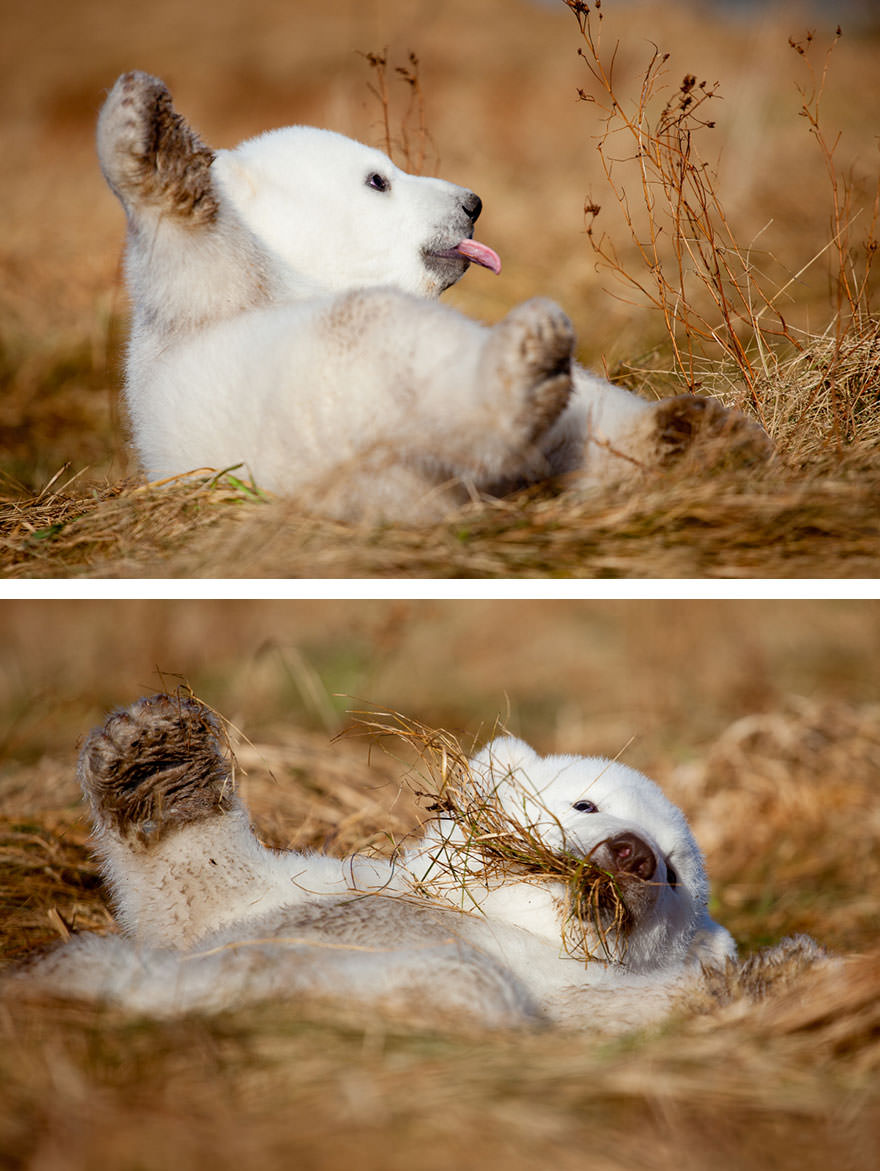 Polar bear cub siku playing