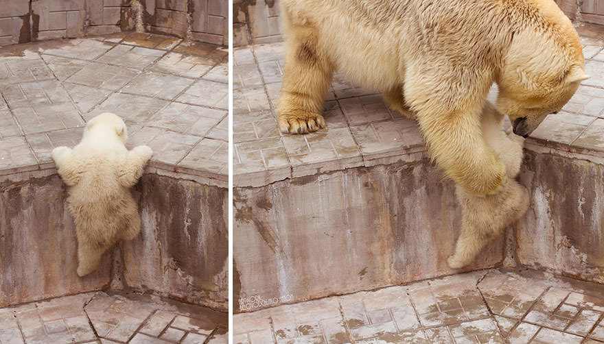 Mother polar bear helping her cub to climb