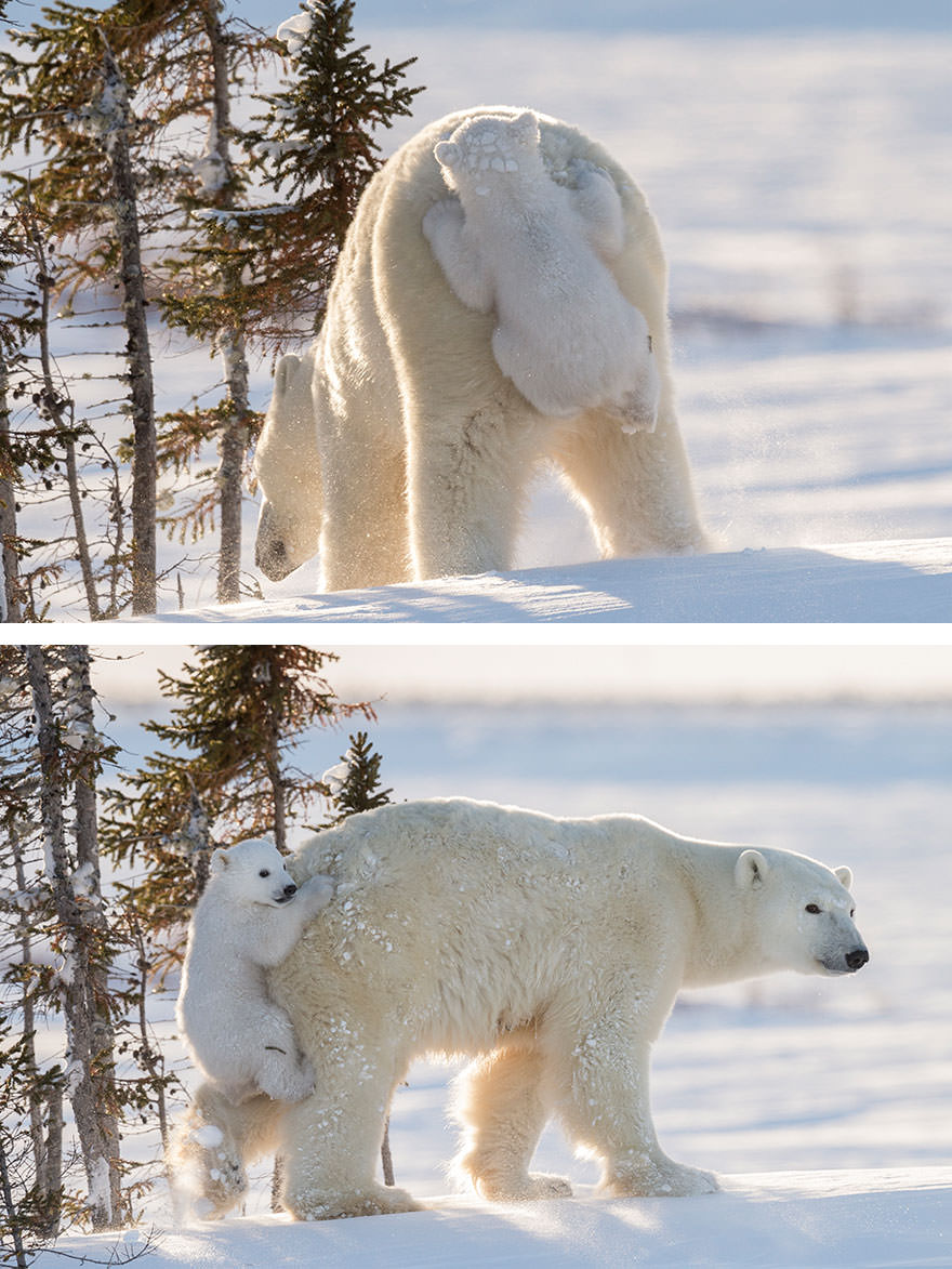 Baby polar bear clings to mom after seeing snow for the first time