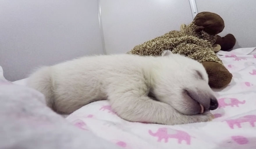Baby polar bear sleeping with a stuffed animal