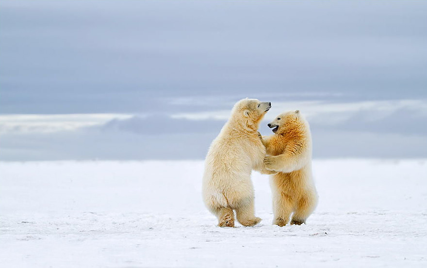 Polar bear cubs dancing