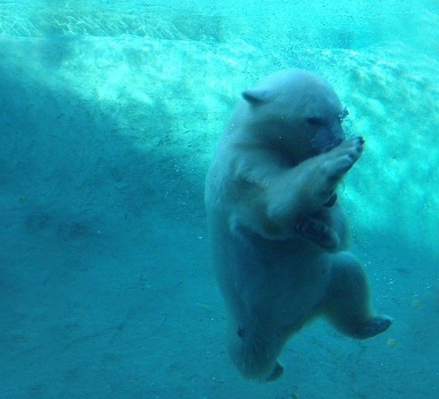 Polar bear ninja