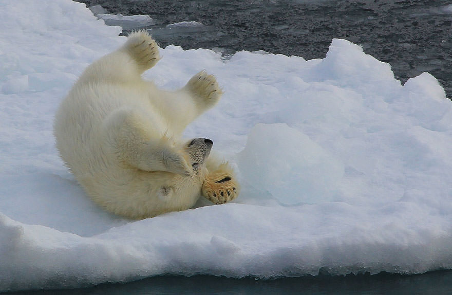 Baby polar bear playing