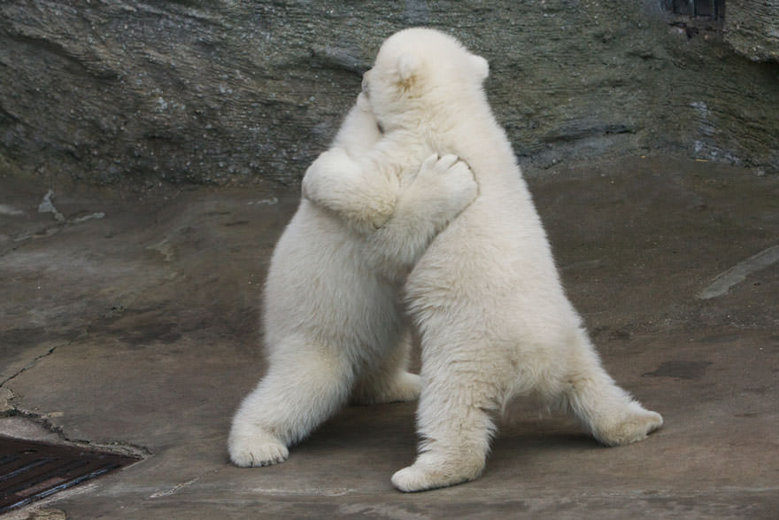 Vienna's polar bear cubs wrestle