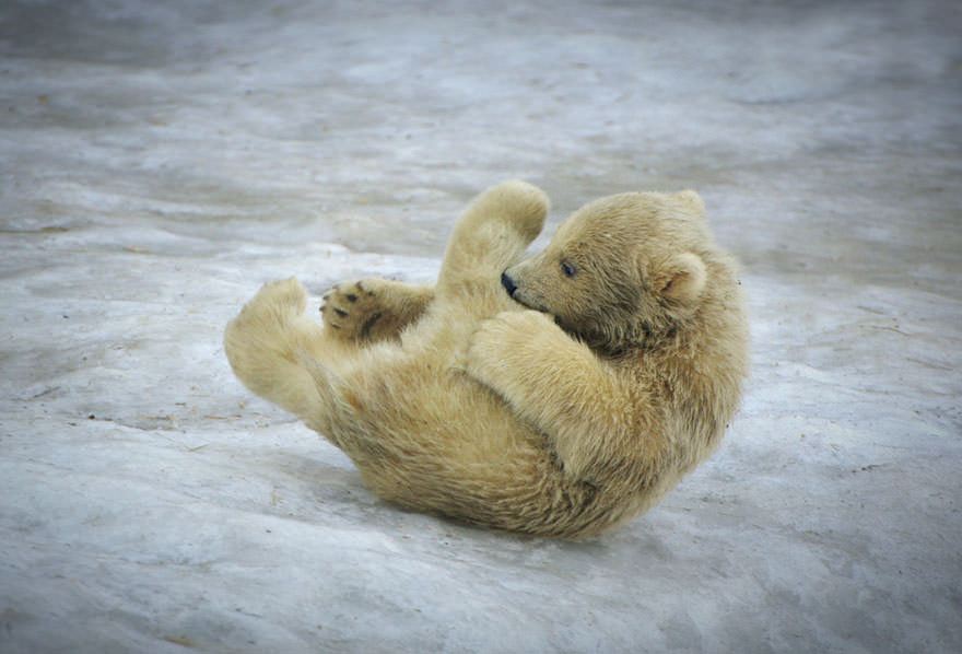 Baby polar bear playing with his leg
