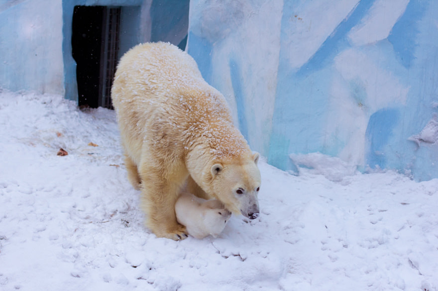 Polar bear gerda with her cub