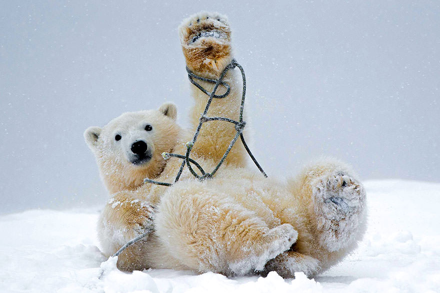 Polar bear cub playing with rope