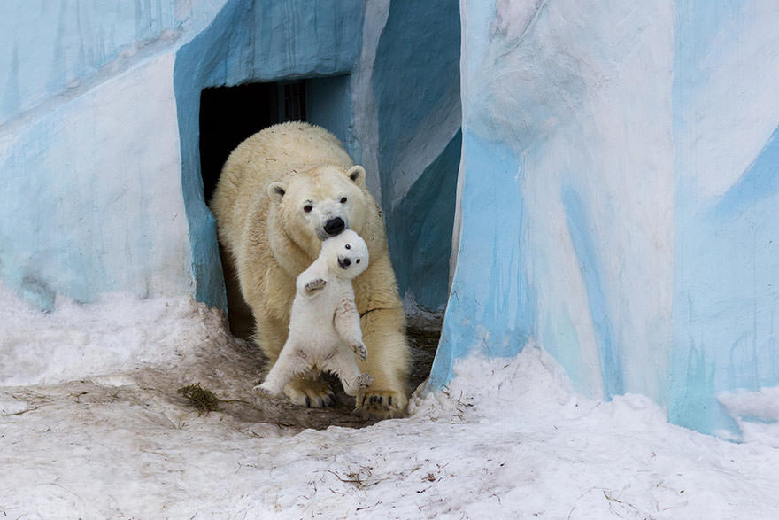 Polar bear gerda playing with cub