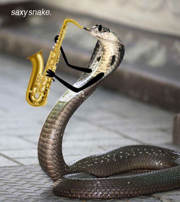 Jazz snake