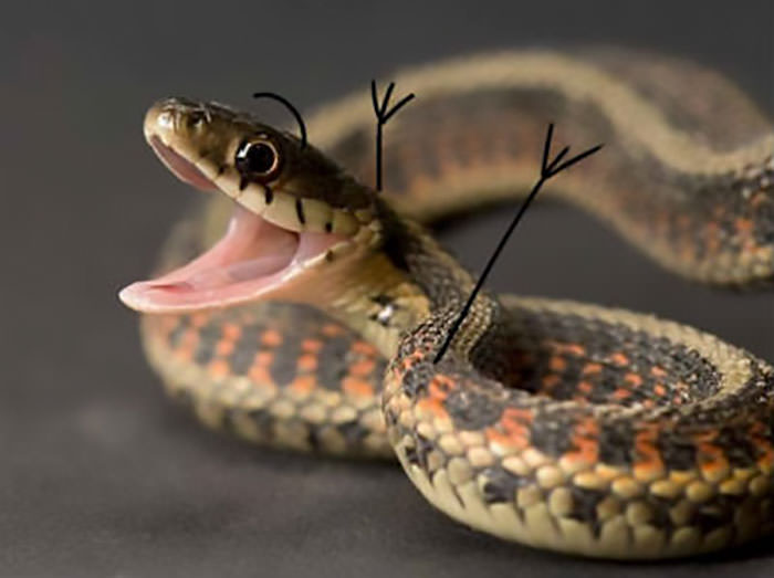 Happy snake