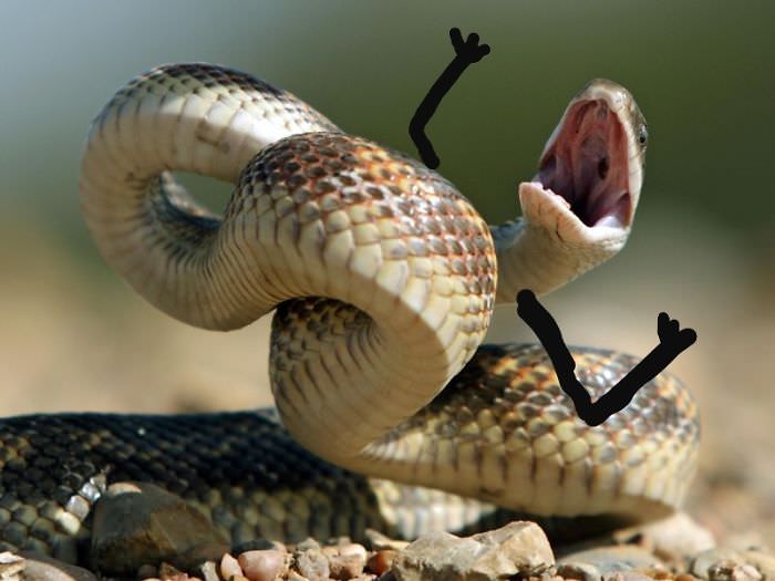 Snakes with arms are awesome