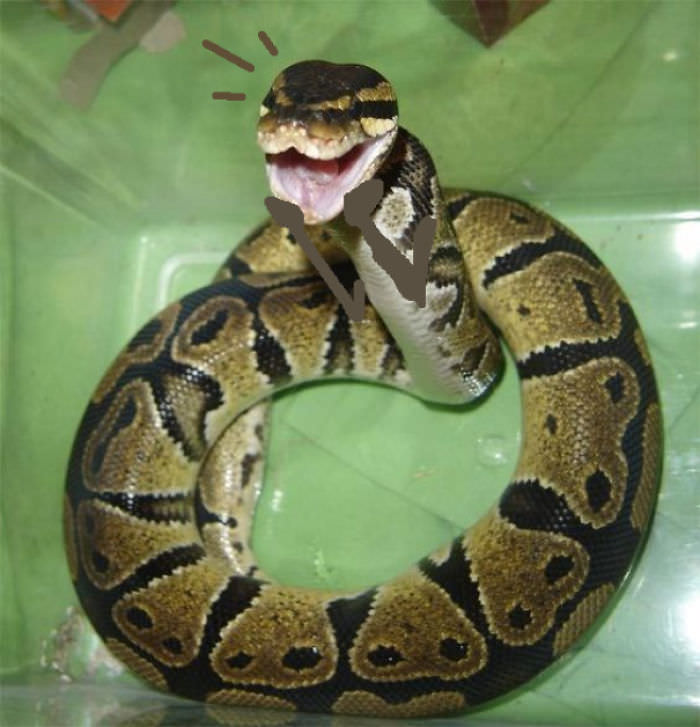 Snake is happy to see you!