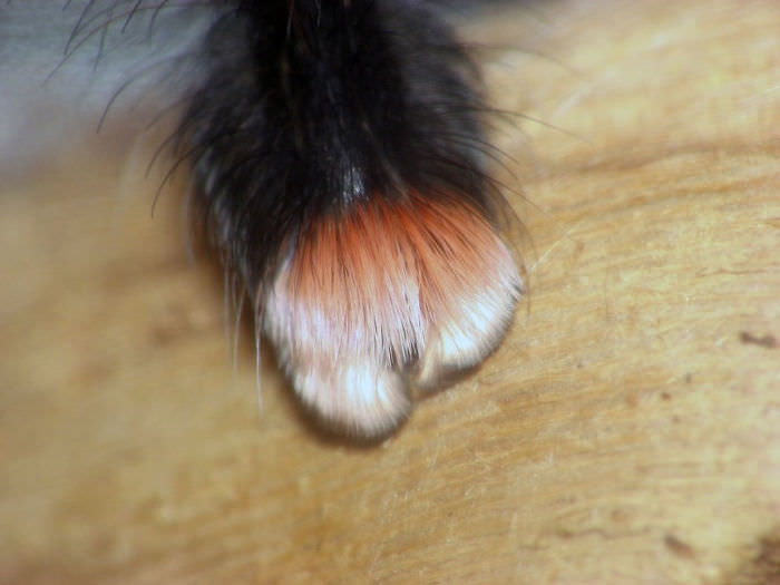 Spiders have Tiny Adorable Paws, and it may Change the Way you See them